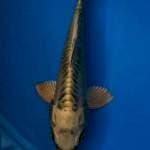 Aragoke rapih 25cm male