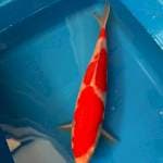 Kohaku strong male 32cm