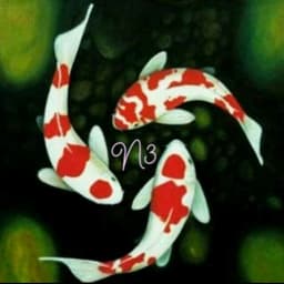 N3_Koi