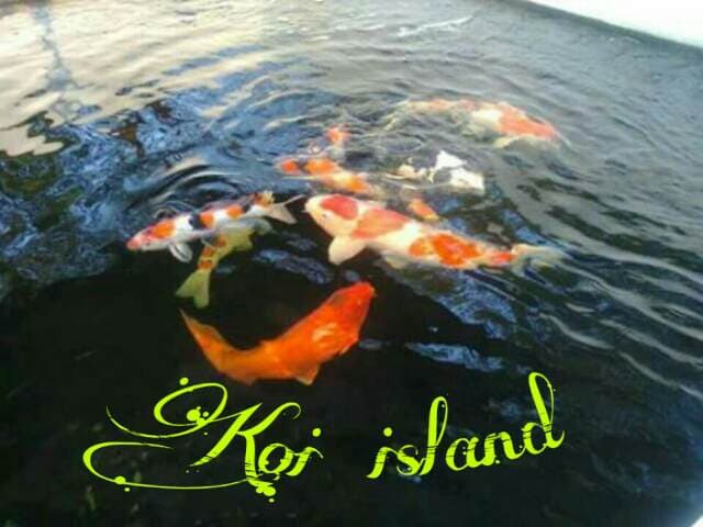 Foto profil Koi island 