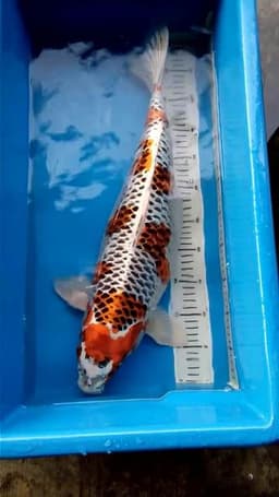 Bunga Koi