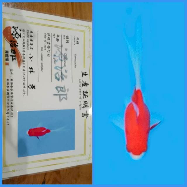 Tamasaba Kohaku / Sakura π―π΅