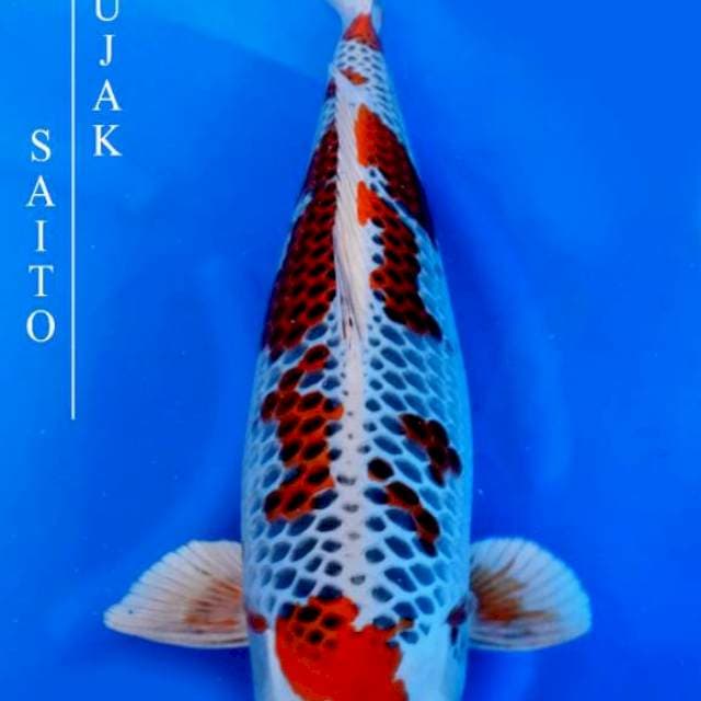 Kujaku - Saito Farm🇯🇵 - 65bu - Female