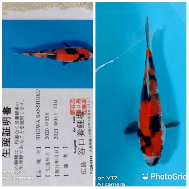 Showa taniguchi tosai