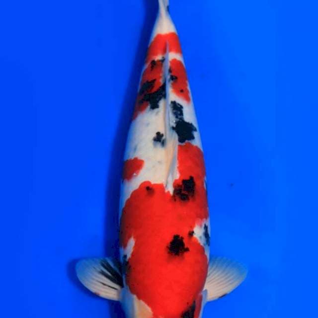 Sanke - Sakai.Ltd π―π΅ - 50bu - Male