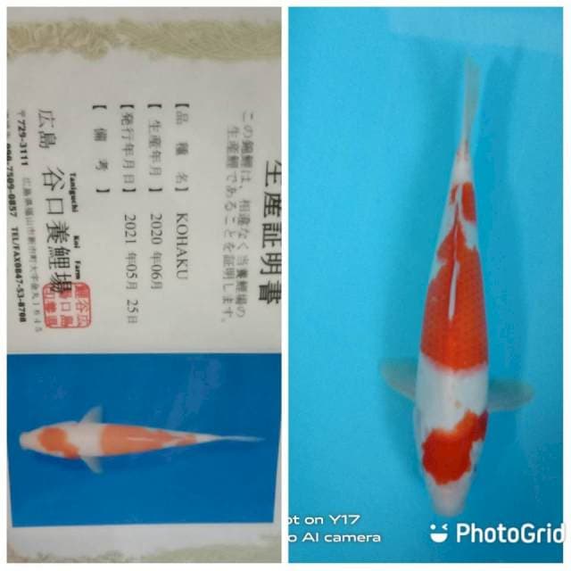 Kohaku Taniguchi