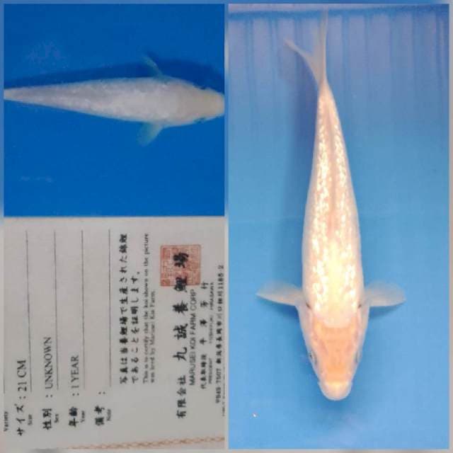 Ginrin shiromuji marusei