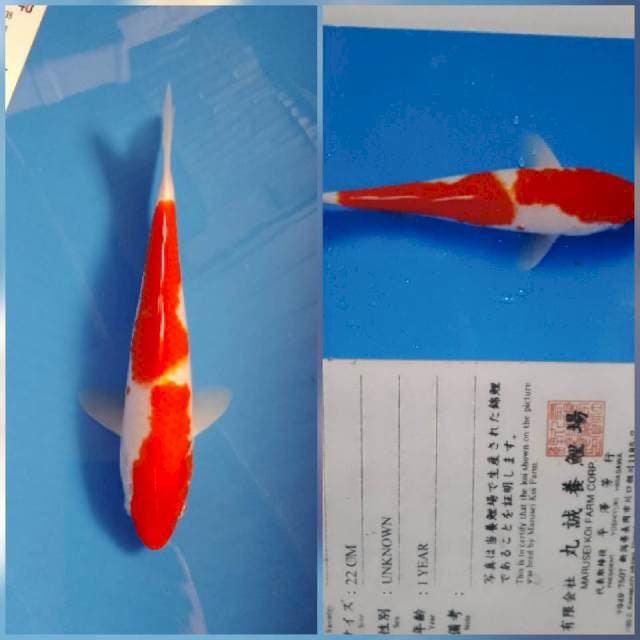 Kohaku marusei