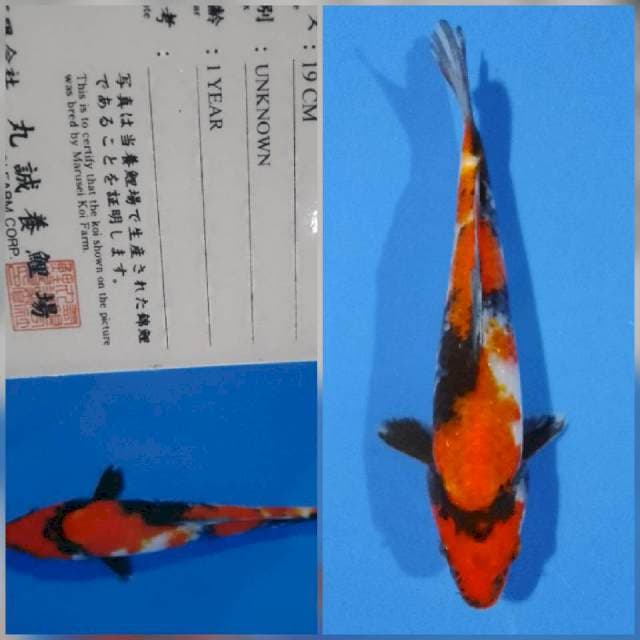 Showa marusei