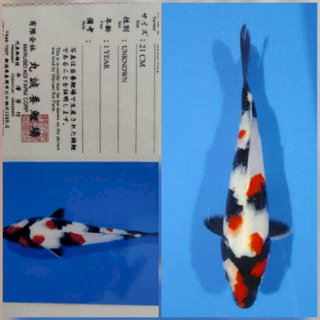 Showa marusei tosai