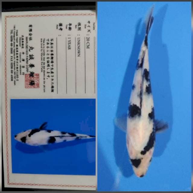Shiro marusei tosai