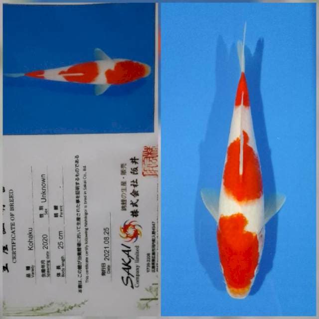 Kohaku sakai Ltd
