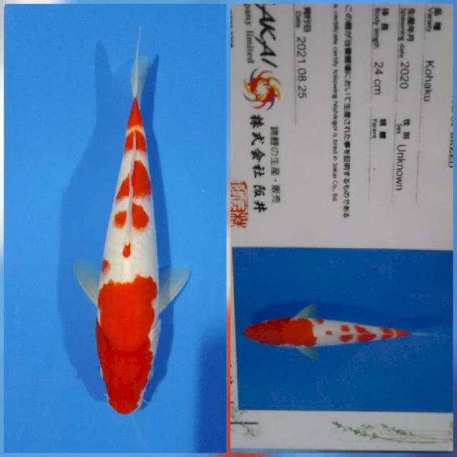 Kohaku sakai Ltd