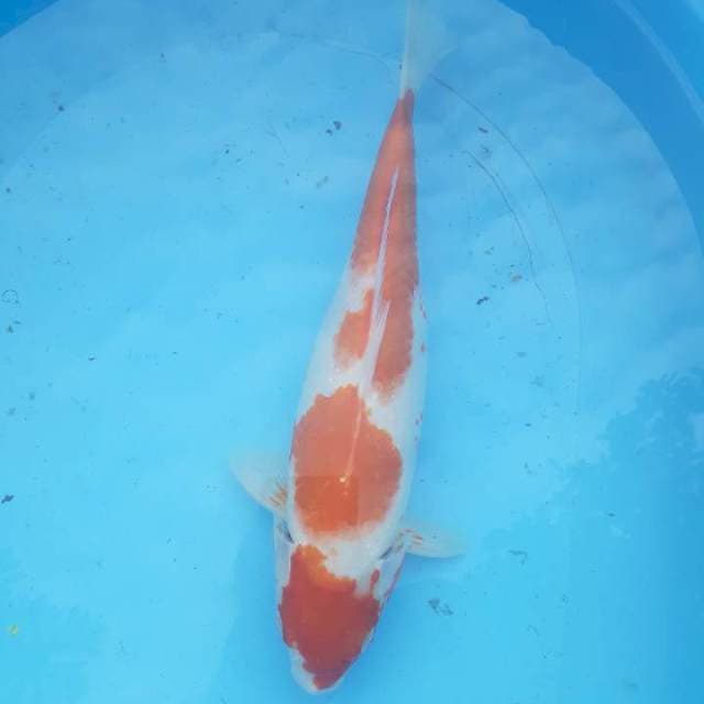 Kohaku