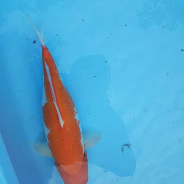 Kohaku