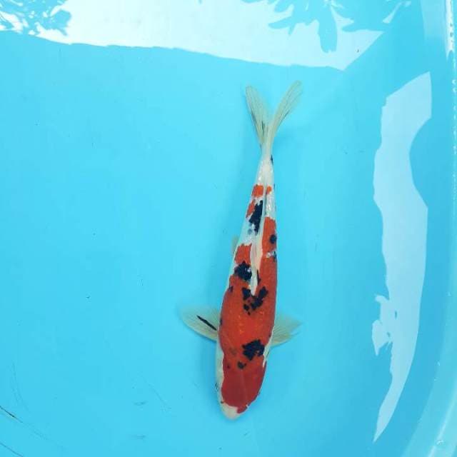 Sanke 29 cm