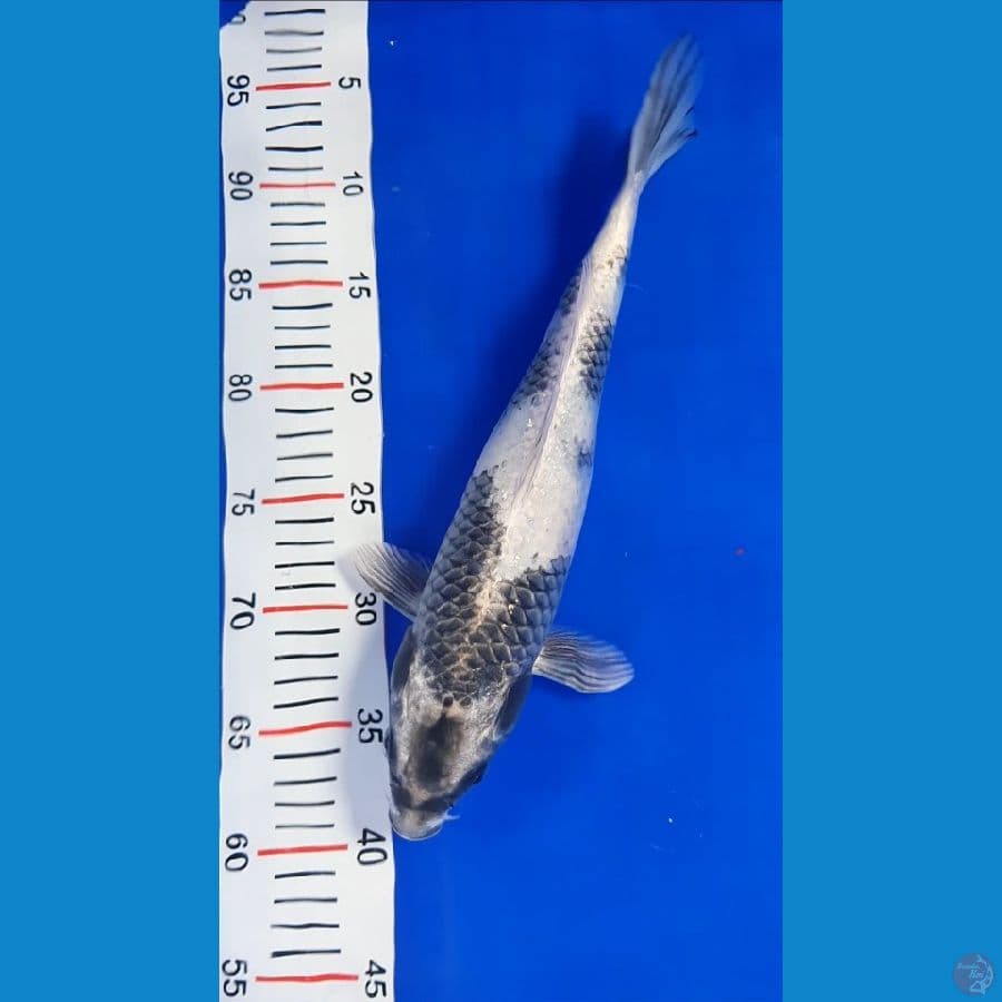 GIN SHIRO UTSURI 35cm/fm ⁶