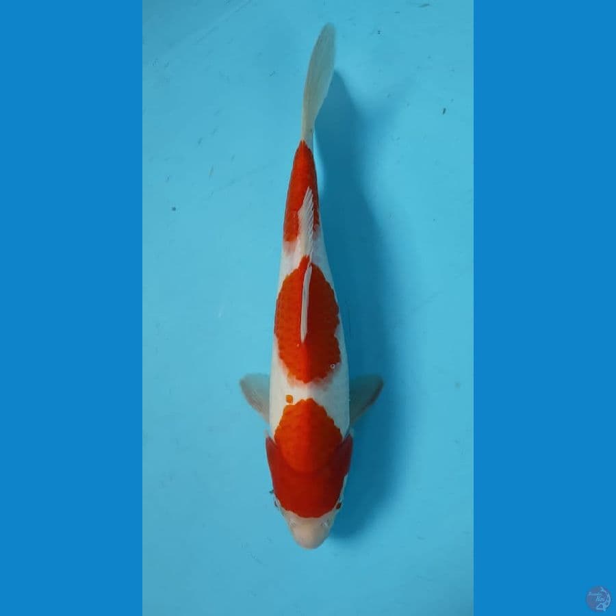 KOHAKU Original 31 cm