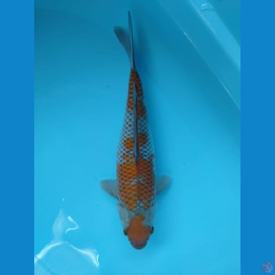 OCHIBA SIGURE 33 cm