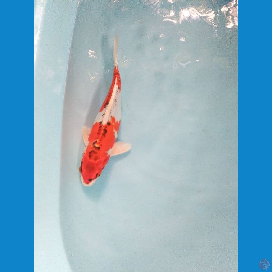 kujaku ukur 25cm male