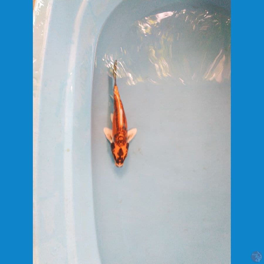 kabuto ukur 25cm male