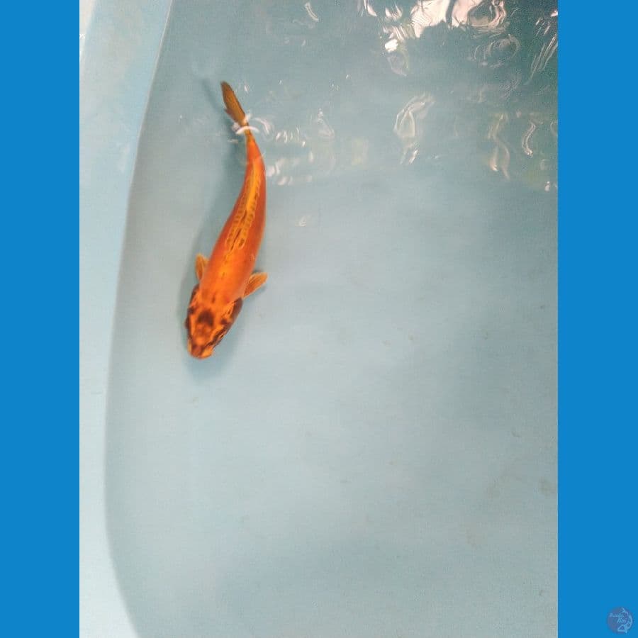 kikoriyu ukur 28cm male