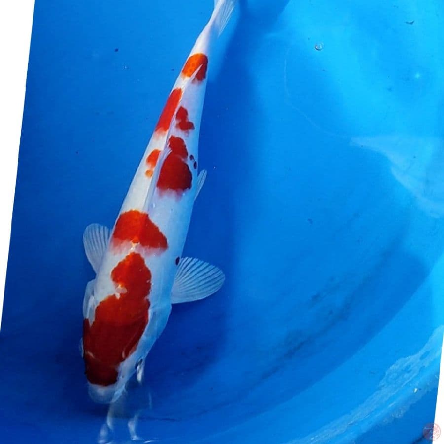 Kohaku 31cm