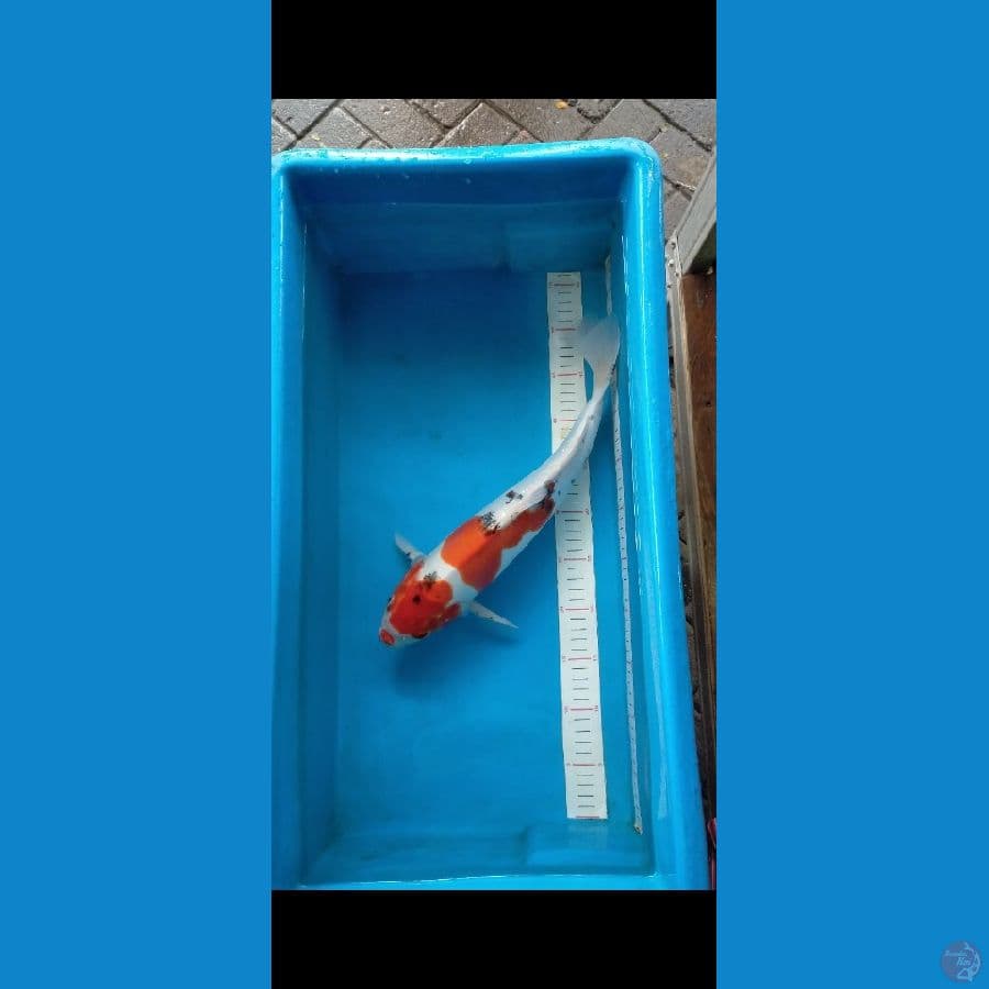 Sanke doitsu 40 cm Male
