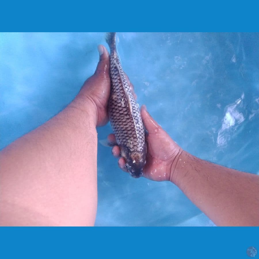 kawa bake ukur 30cm male