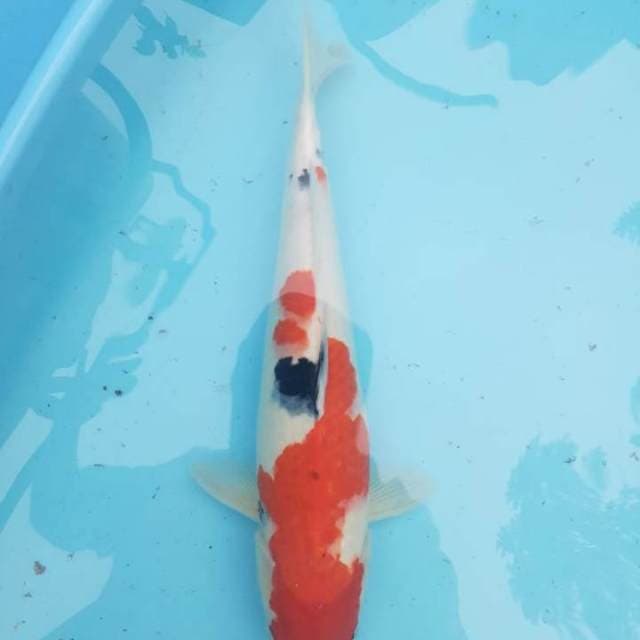 Sanke 39 cm