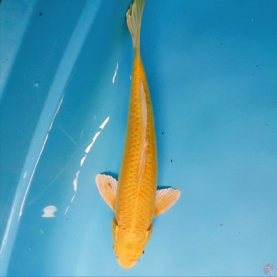yamabuki mata merah 37 cm