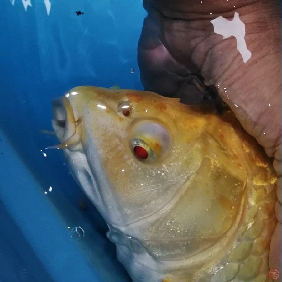 yamabuki mata merah 37 cm