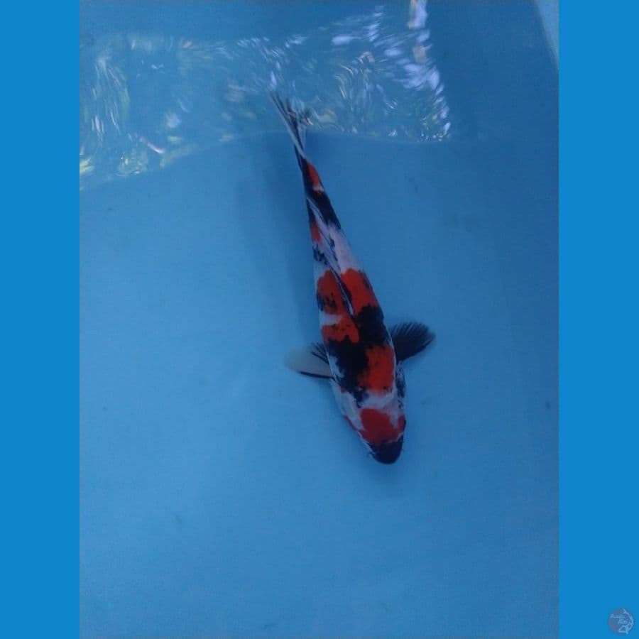 showa ukur 35cm male
