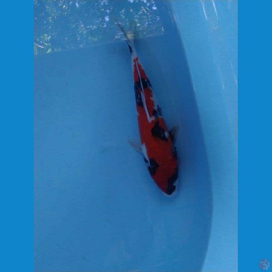 showa gindrin ukur 30cm male