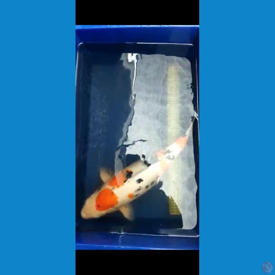 Sanke 53 cm Female