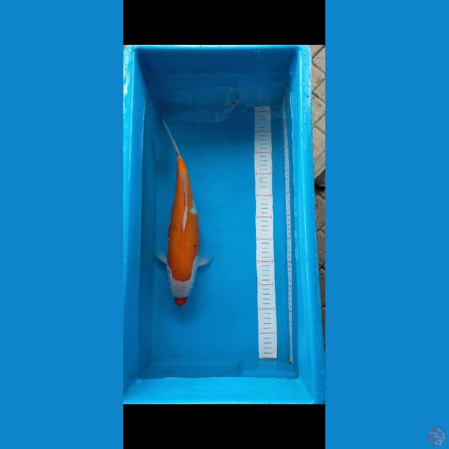 Kohaku lipstik 39 cm original
