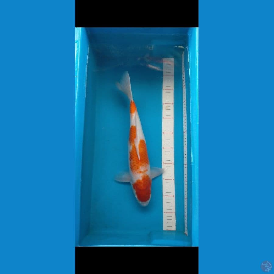 Kohaku 40 cm Male