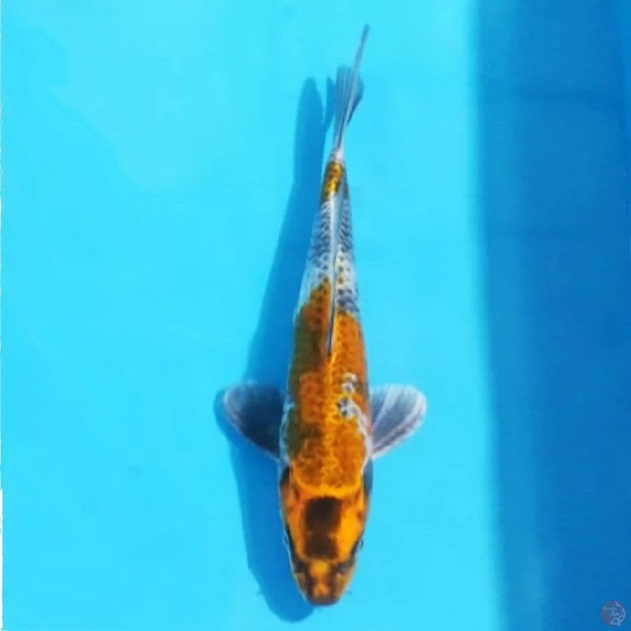 kin showa 25cm male
