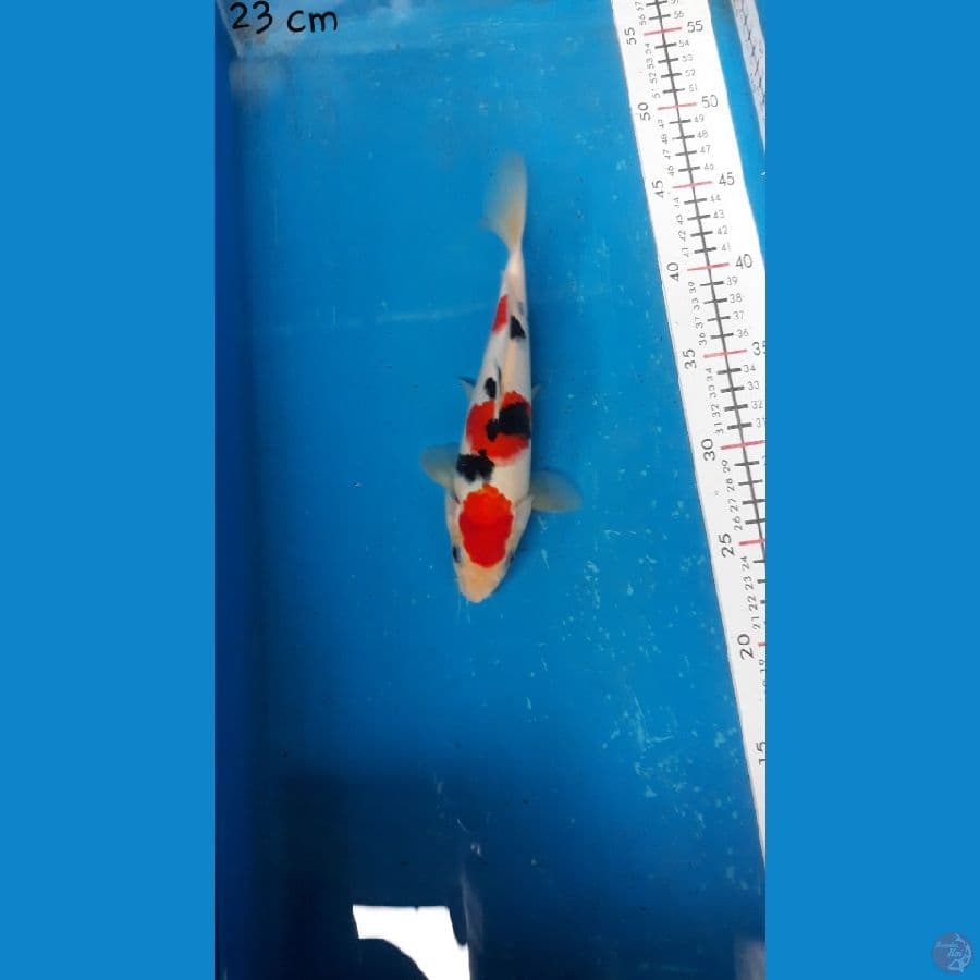 sanke 23 cm