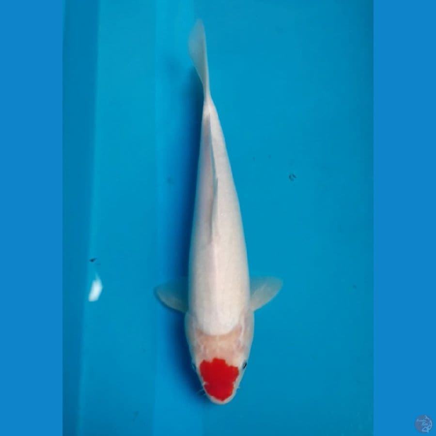 Tancho Ori 33 cm