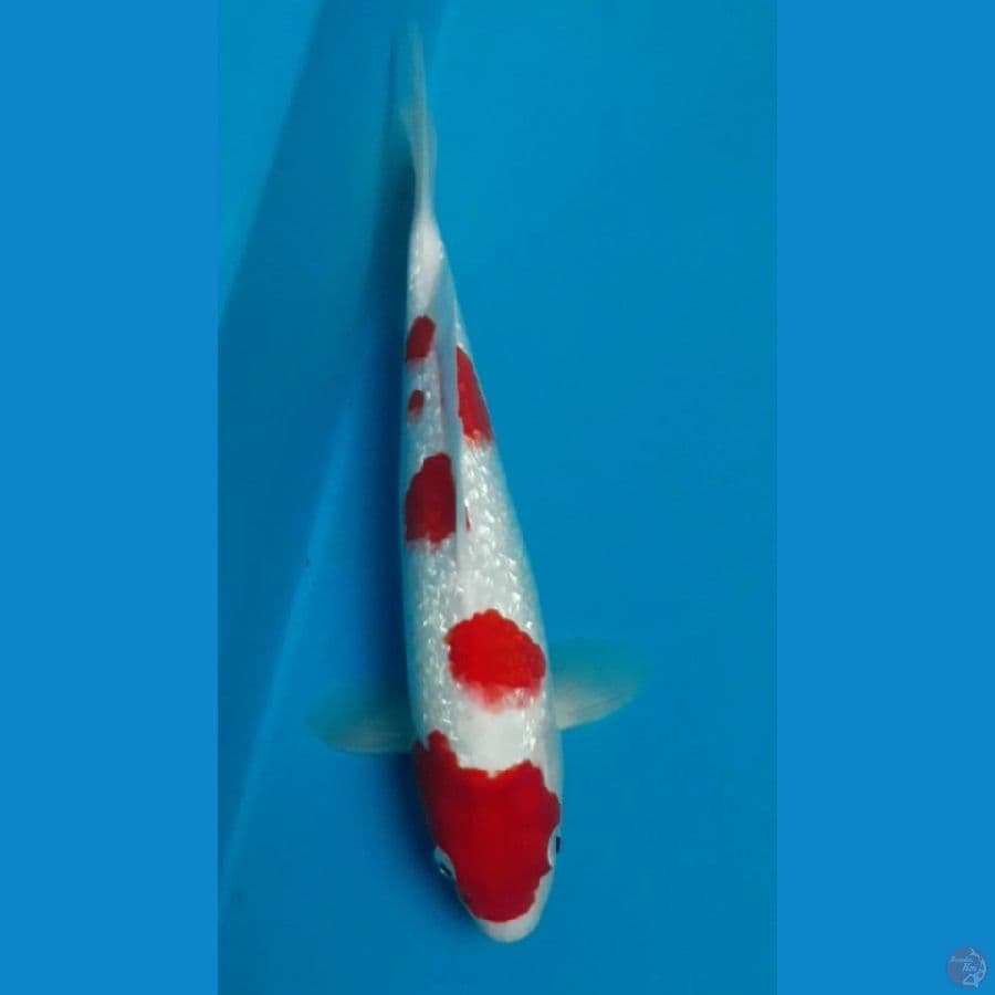 KohakuGinrin 28 cm