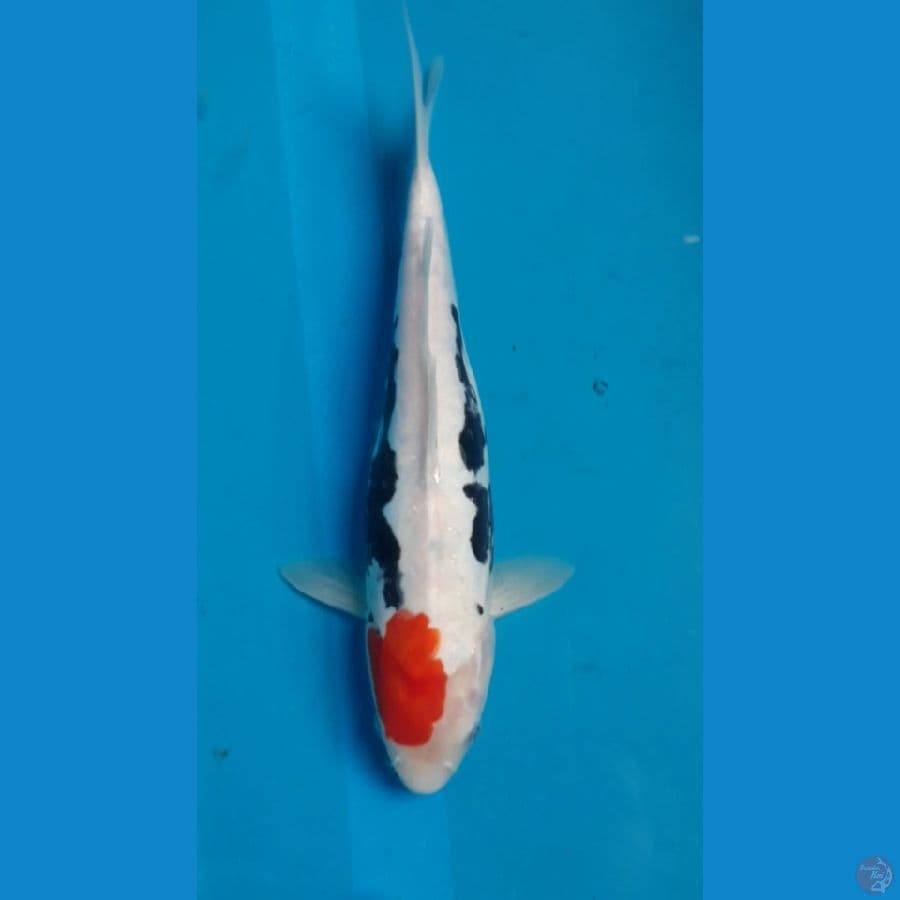 BeniKumon 32 cm