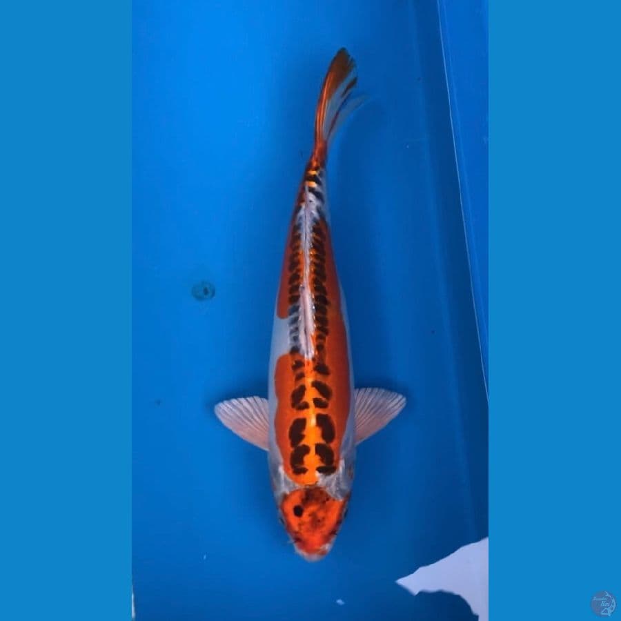 doitsu kujaku 33cm