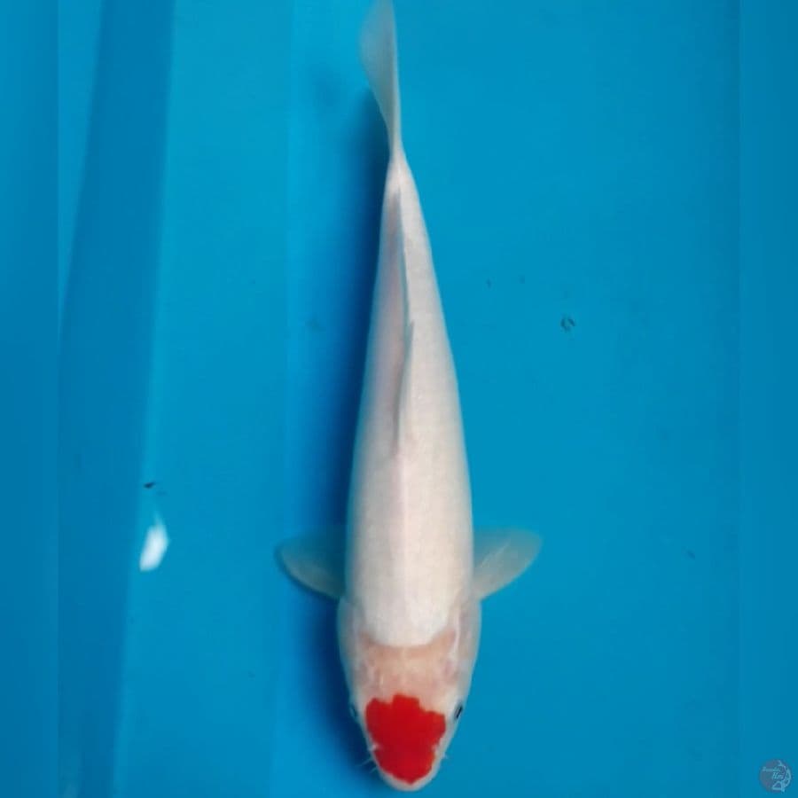 Tancho 33 cm