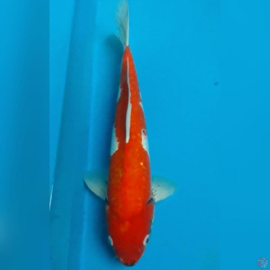 Kawabake 37 cm