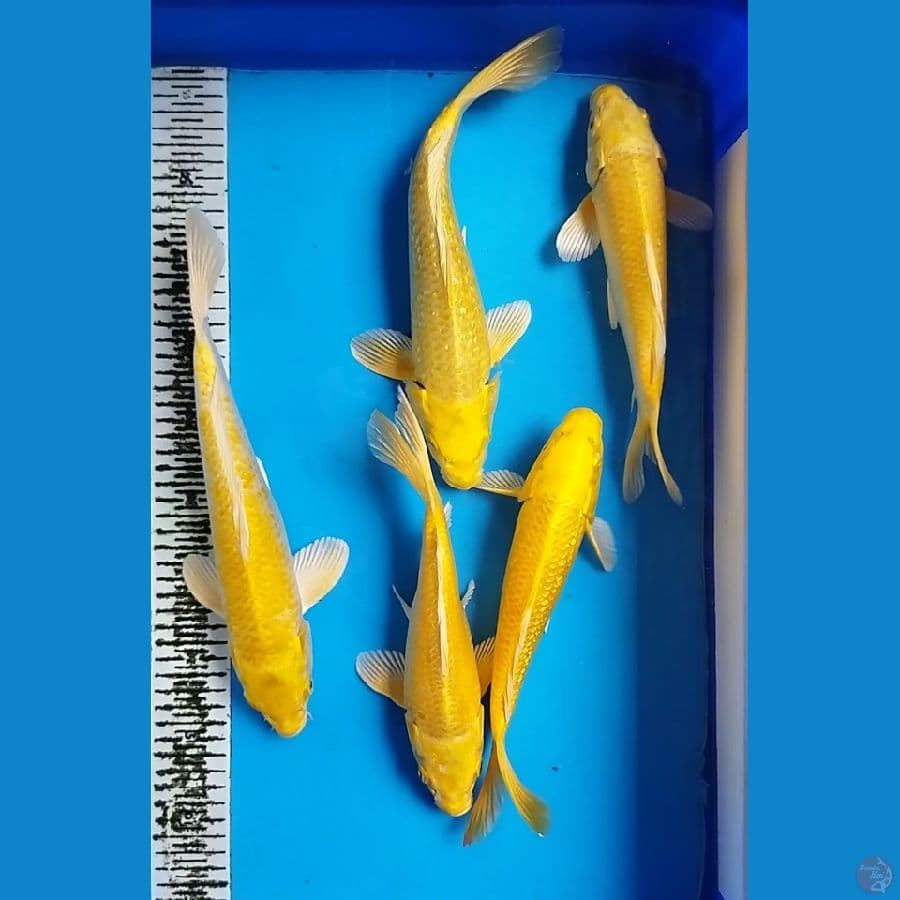 YAMABUKI RED EYES 26-32CM