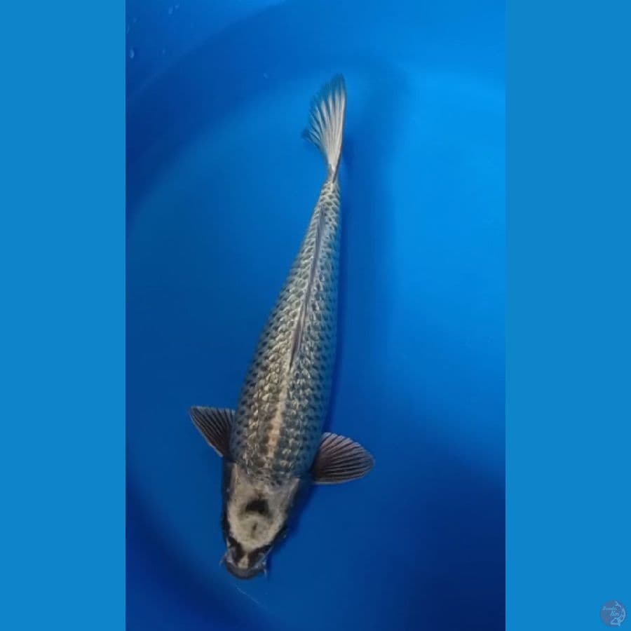 MUKASI 35 cm/MALE