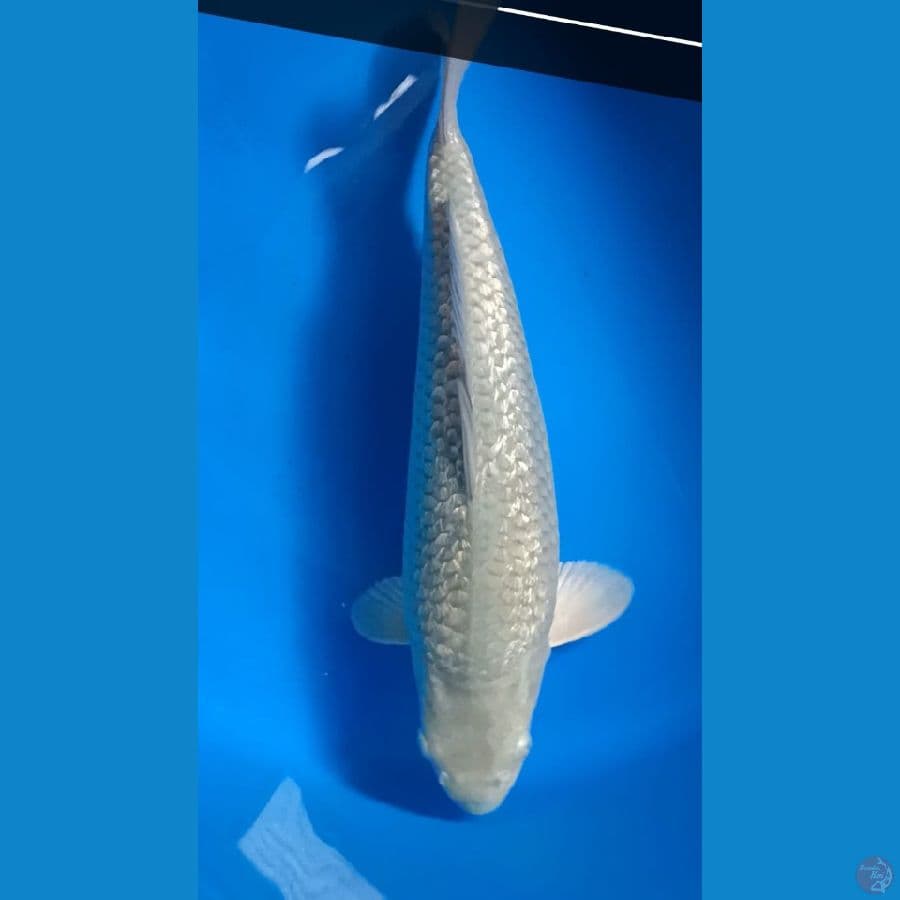 SORAGOI GINRIN 35 cm/FEMALE