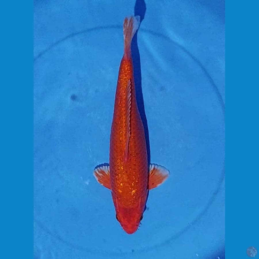 Orenji Ginrin 37cm male