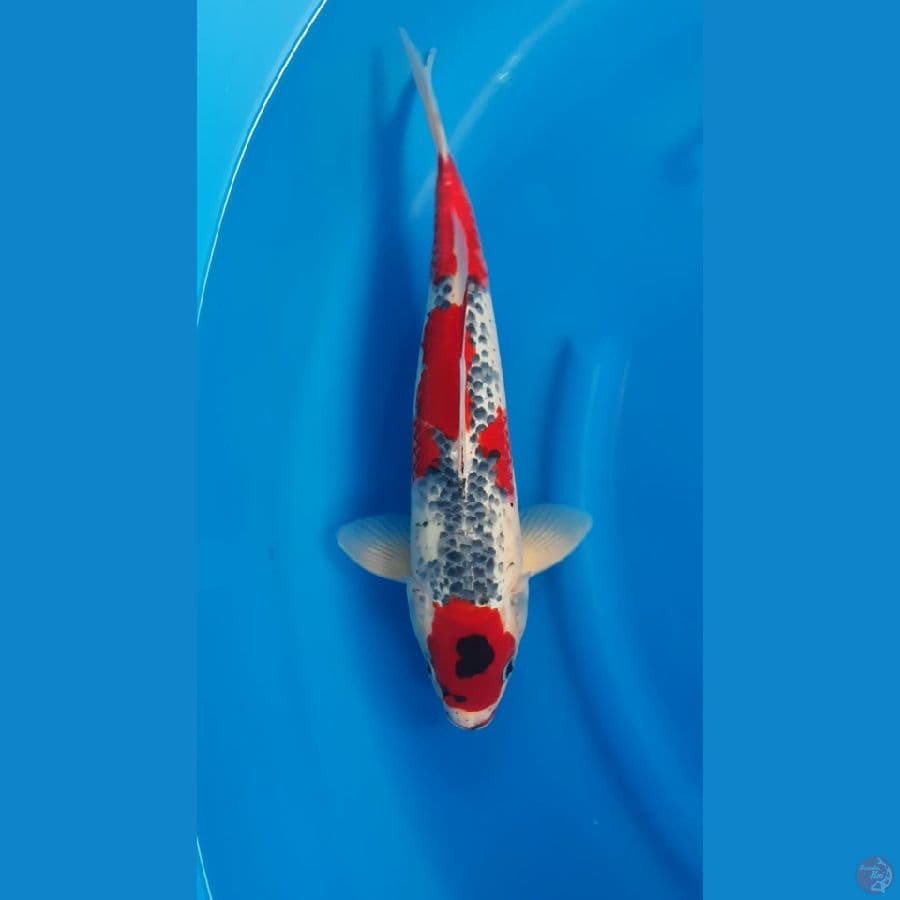 SHUKUFUKU 3 - Ori Maruten Ghosiki 40cm/m⁶